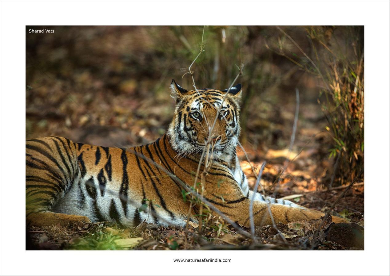 Tiger'S Den Resort Bandhavgarh National Park Exterior photo