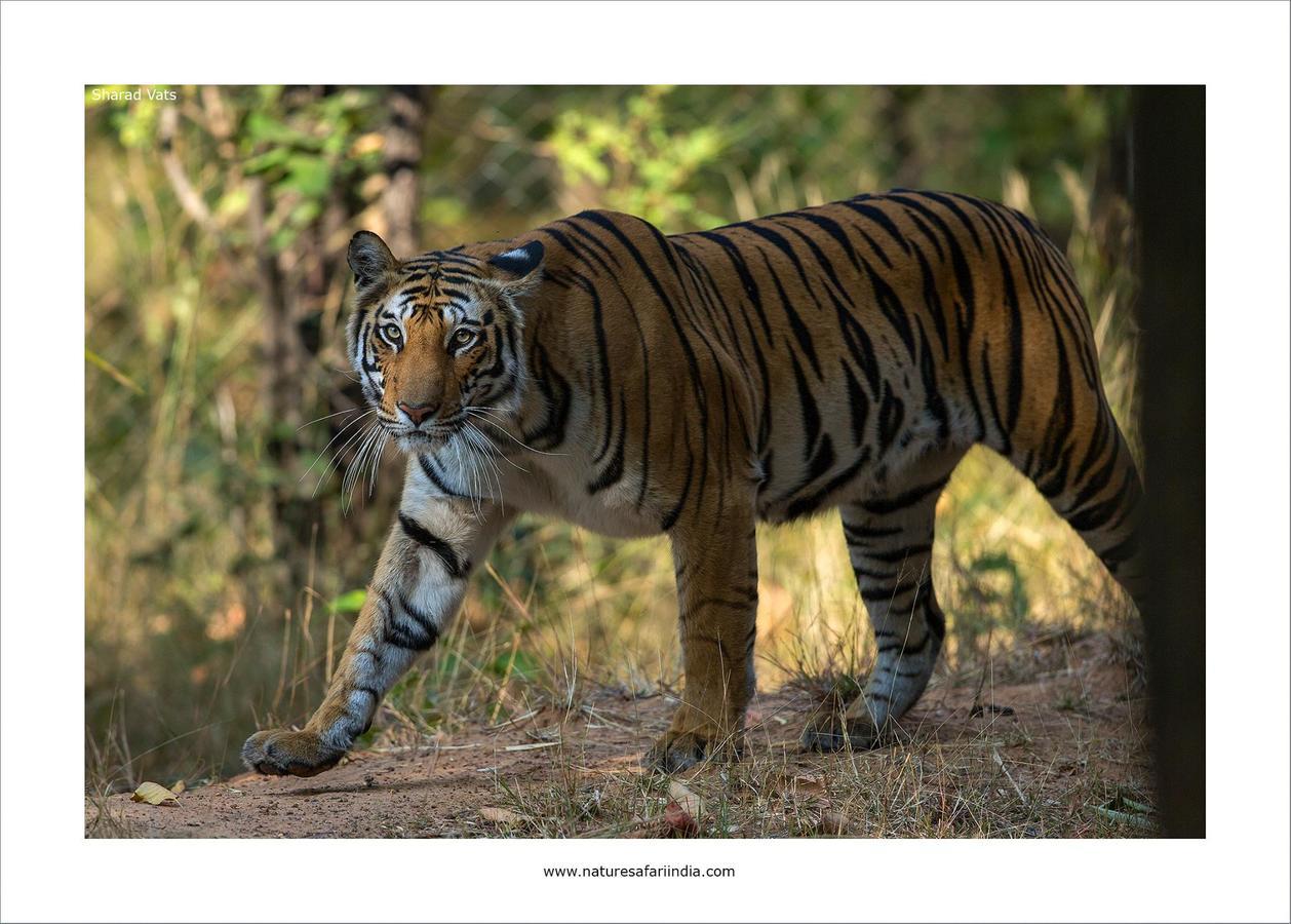 Tiger'S Den Resort Bandhavgarh National Park Exterior photo